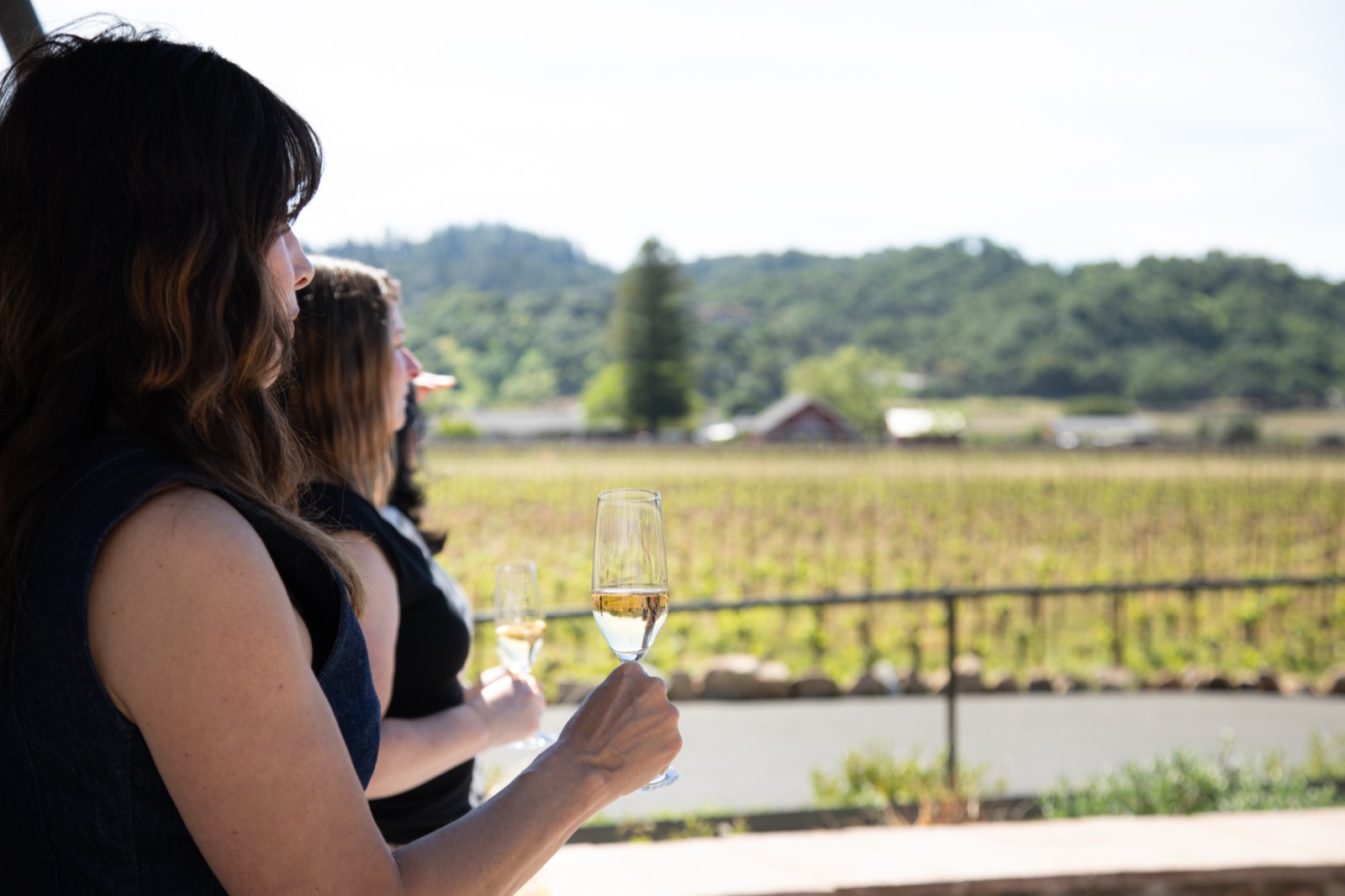 Guests overlooking estate vineyard rows with glasses of sparkling wine at Baldacci Family Vineyards