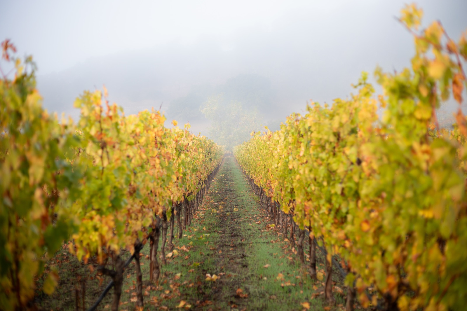 Fall vineyard rows under morning fog at a Baldacci estate vineyard