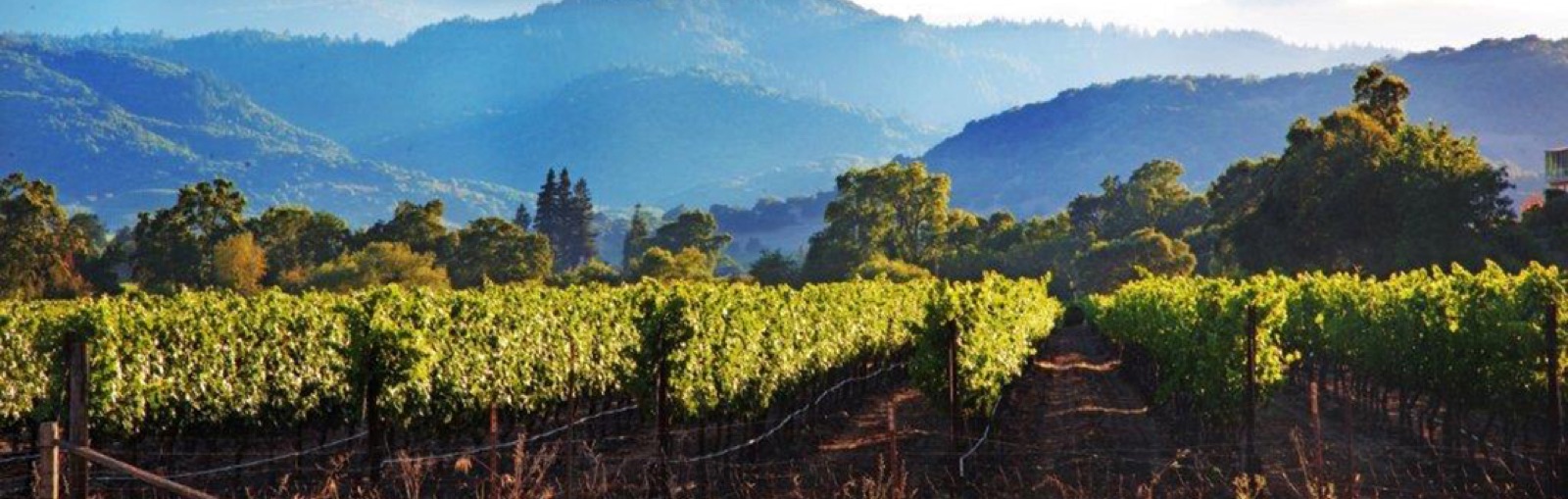 Estate vineyard rows in Napa Valley with mountain ridges in the distance