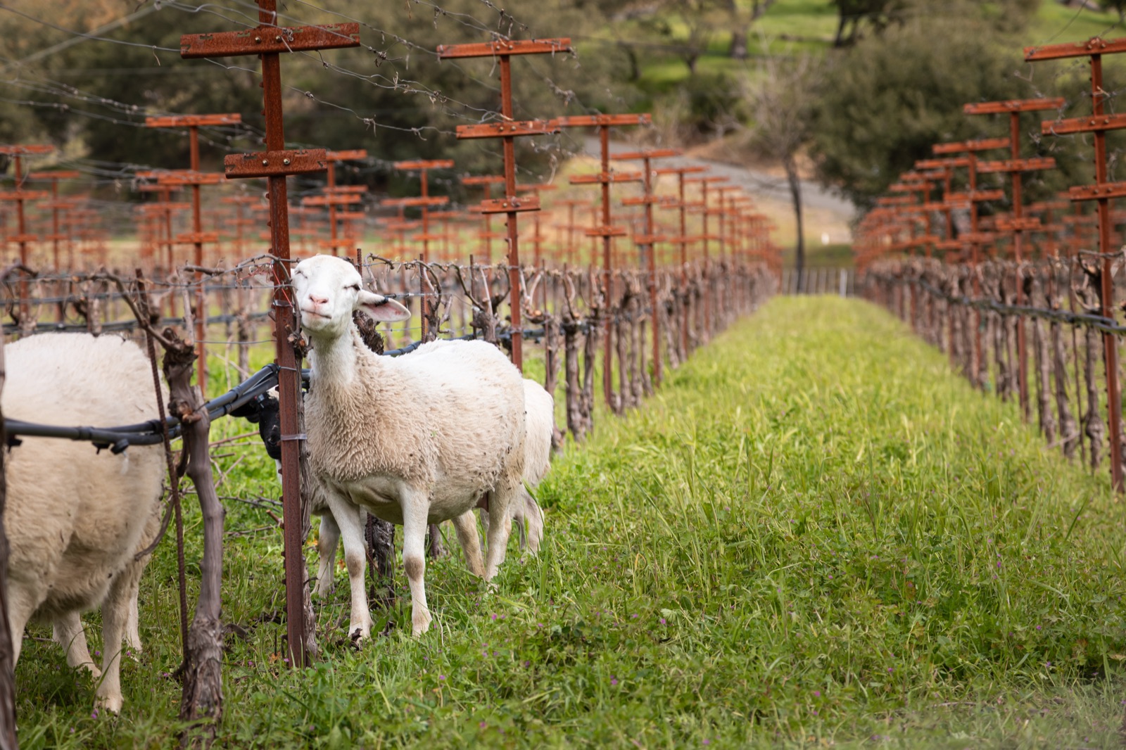 Sheep grazing cover crops between vine rows at Baldacci Family Vineyards, a certified organic Napa winery in the Stags Leap District