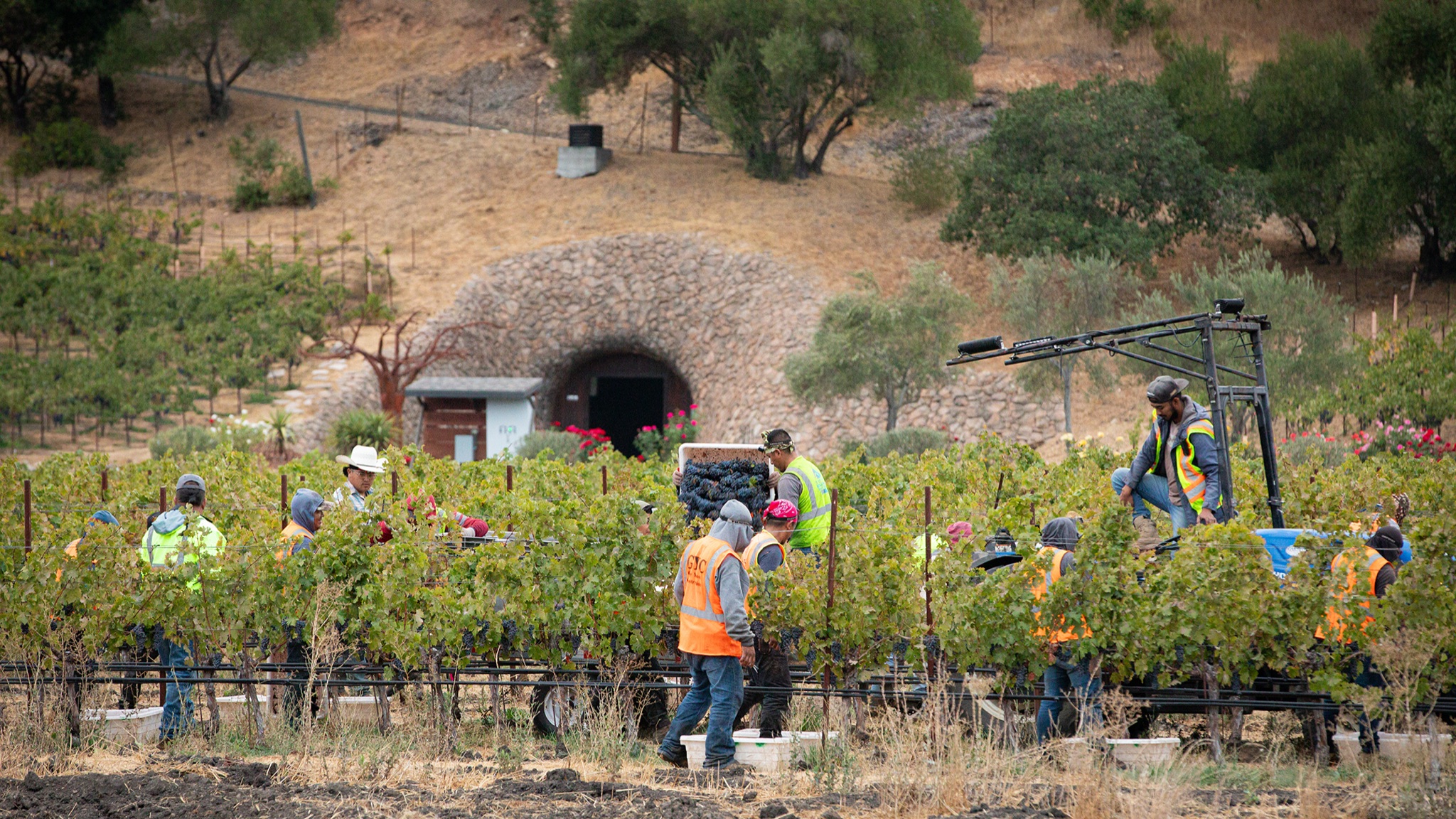 Tasting fruit in the vineyard to make the pick call