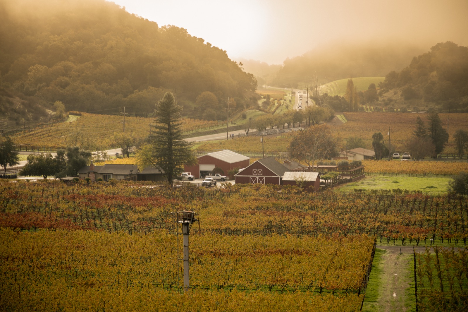 Fall vineyard rows near the Stags Leap District, a short drive east of Yountville