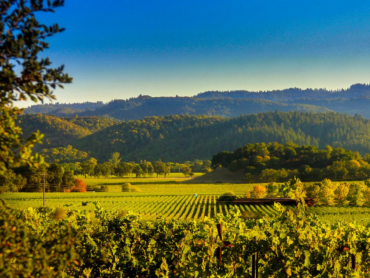vineyards in Napa Valley