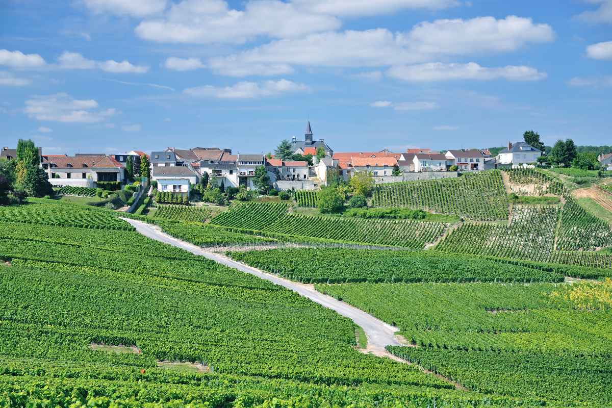 vineyards in Champagne, France
