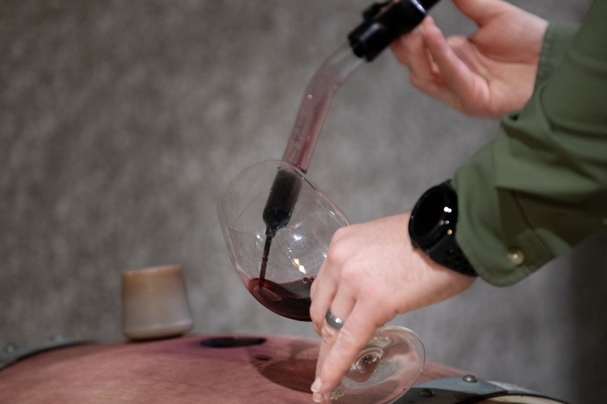 Winemaker Harvest Tour (1)