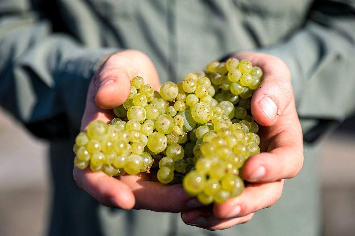 Winemaker Harvest Tour (3)