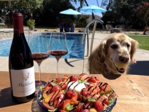 A golden retriever with a tennis ball at the table beside the salad and two glasses of Pinot Noir